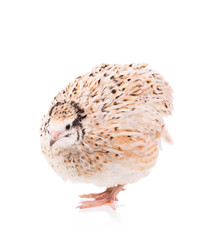 Cute adult quail