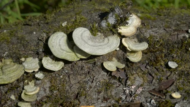Closer look of the mushrooms growing on the trunk of an old fallen tree on the ground