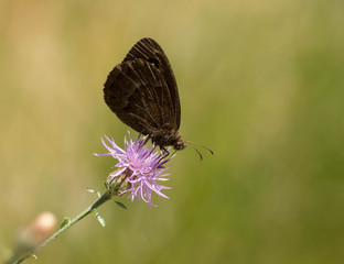 papillon petite coronide