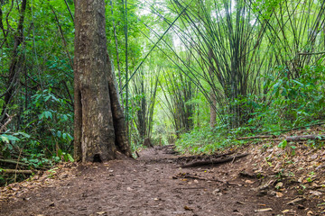 bamboo forest groove in national park, kanchanaburi, thailand