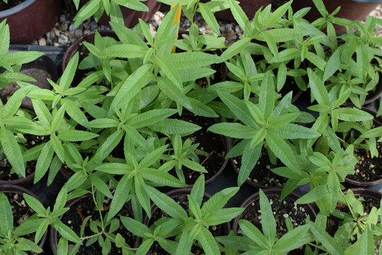 Lemon Verbena Plant