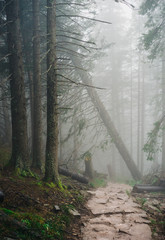 Misty mountain forest on the way to Sarnia Rock, Tatra Mountains