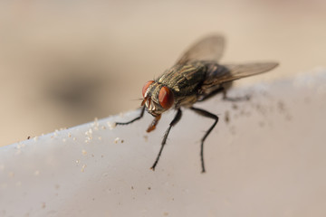 big fly on a white surface in macro