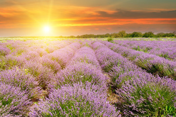 Naklejka na ściany i meble Field with blooming lavender and sunrise