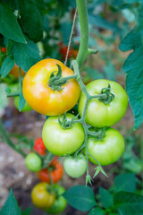 Tomatoes on a branch