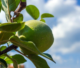 Organic close up of quince tree with fresh quinces