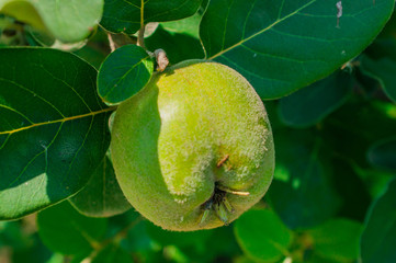 Organic close up of quince tree with fresh quinces