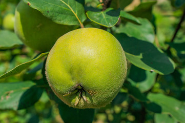 Organic close up of quince tree with fresh quinces