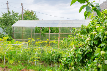 Greenhouse in a beautiful garden
