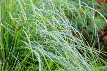 Rain drops on the grass