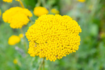 Beautiful yellow flower