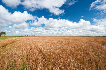 Wind turbines in a golden wheat field