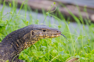 close up Water monitor lizard