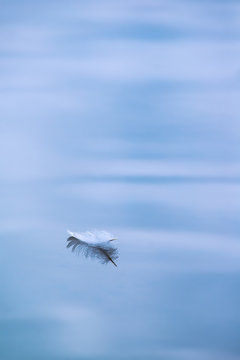 Single White Feather Floating In Water