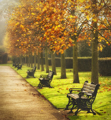 Benches in park by foggy autumn morning