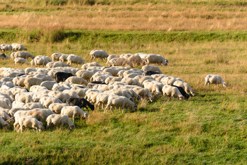 Obraz premium Sheep grazing in a field in Pieniny, Poland.