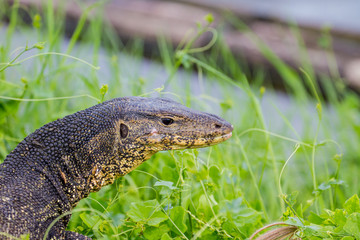 close up Water monitor lizard