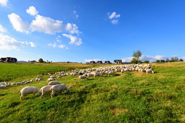 Fototapeta premium Beautiful view of sheep grazing in a field in Pieniny, Poland.