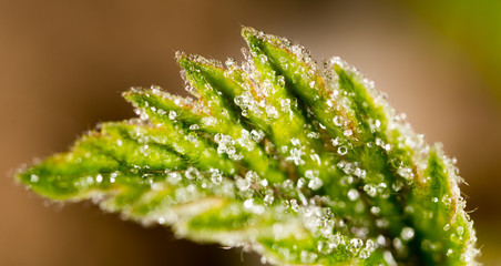 frost on the green sheet. macro