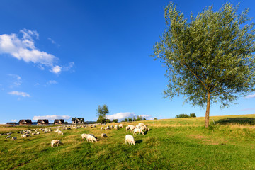 Obraz premium Beautiful view of sheep grazing in a field in Pieniny, Poland.