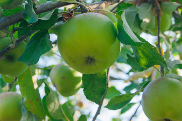 Organic Green Apple on apple tree branch
