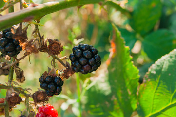 A bush of delicious wild blackberries in their black and red sta