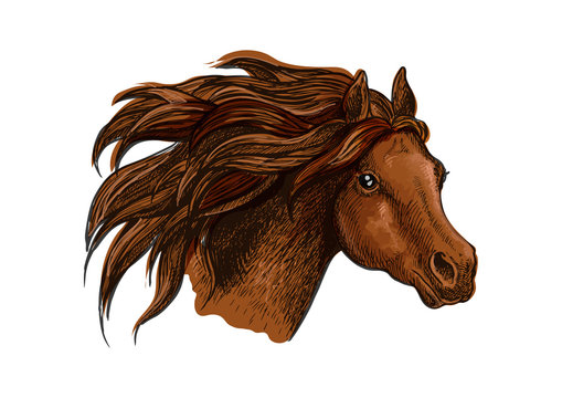 Running horse head close up portrait