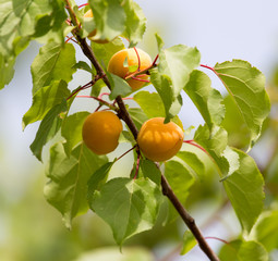 ripe yellow apricot on a tree