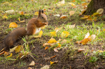 squirrel in a city park - autumn