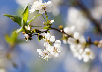 flowers on the tree against the blue sky