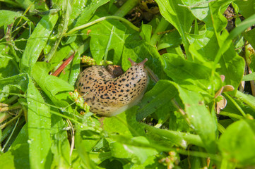 snail moving through the green grass in the garden on a sunny da