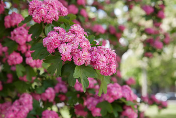 blooming inflorescences of Crataegus Paul's Scarlet closeup, local focus, shallow DOF