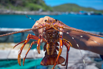 Live lobster in his hand the host farm