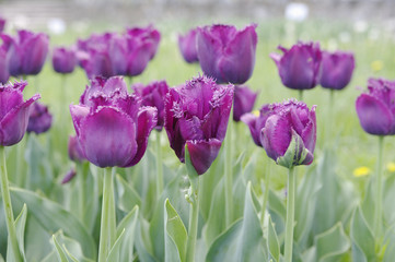  purple fringe tulips on flowerbed, closeup, local focus, shallow DOF 