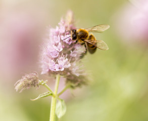 bee on a flower in nature