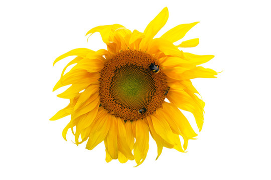 Sunflower blooming isolated on white