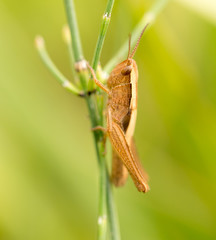 grasshopper in nature. close