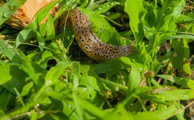 snail moving through the green grass in the garden on a sunny day