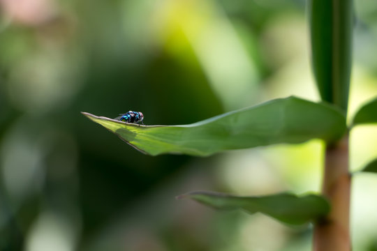 муха на листе бамбука