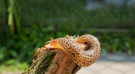 snail moves per branch on a sunny day