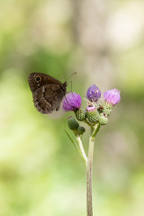 papillon petite coronide
