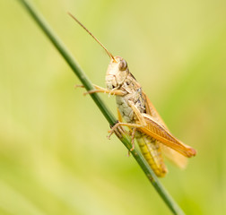 grasshopper in nature. close