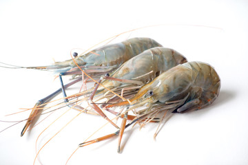 Giant freshwater prawn
