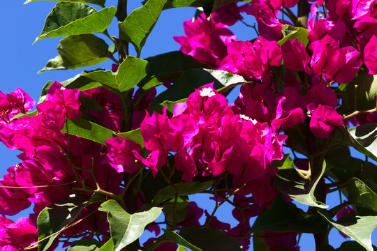 Bright colors bougainvillea paper flowers. Violet colorful bush
