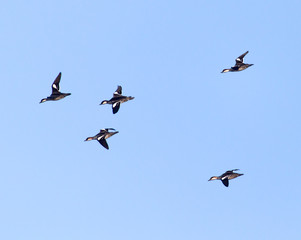 flock of birds in the sky