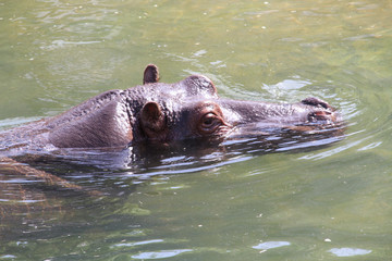 Obraz premium hippopotame 16082016