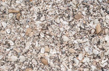 Natural sand and shells background