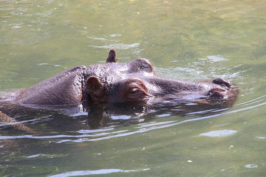 hippopotame 16082016