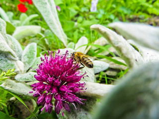 Bee collecting nectar