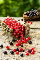Black and red currant in the bark of a tree in nature